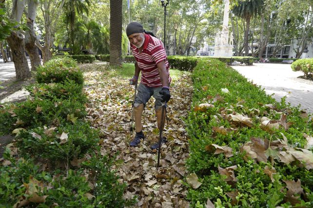 “Lo raro sería que estos árboles que están plantados en nuestras calles hoy estuvieran con hojas. Son especies de otros climas