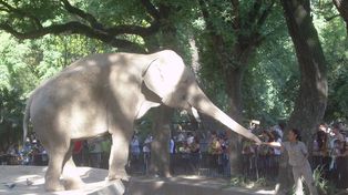 El zoológico porteño cerró sus puertas y será convertido en un ecoparque interactivo