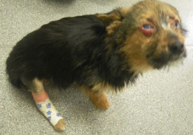 La increíble recuperación de un perro que fue robado y torturado