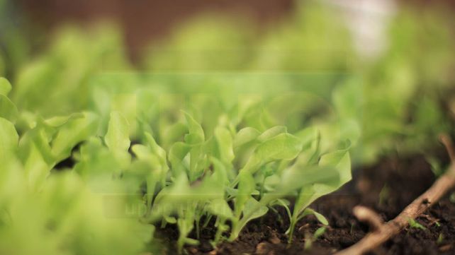 Producción de alimentos orgánicos: crecieron superficie y establecimientos&nbsp;