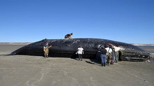 Trasladan a las 15 ballenas muertas en Golfo Nuevo
