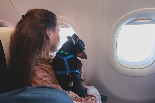 Un trámite digitial permite a las personas viajar con sus mascotas a bordo.&nbsp;