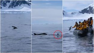 La fuga desesperada de un pingüino del ataque de las orcas tuvo un final inesperado