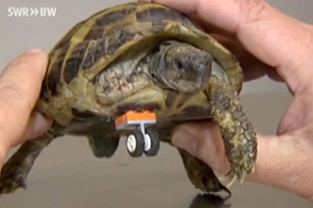 Una tortuga vuelve a caminar gracias a una pieza de Lego