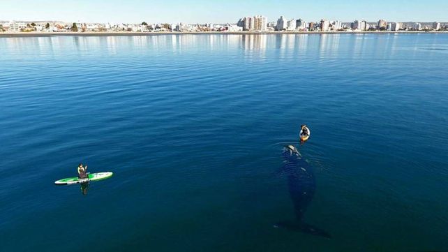 Dos ballenas curiosas en Puerto Madryn: las increíbles fotos