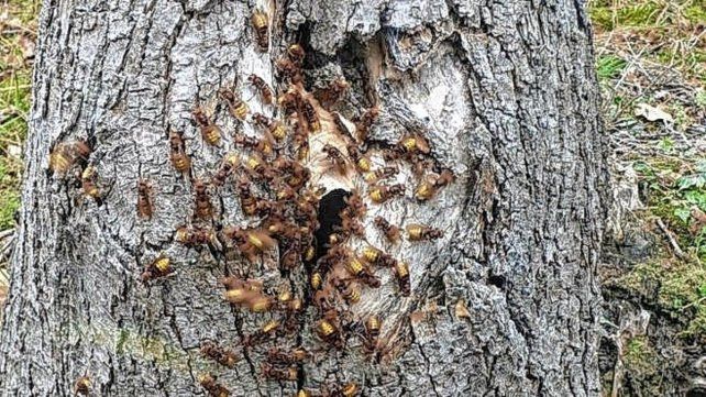 Abejas y avispas: recomendaciones para evitar picaduras durante el verano