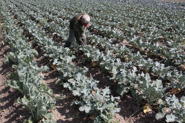 Peligro. La producción de alimentos es una de las vías de exposición de la población a los agroquímicos.