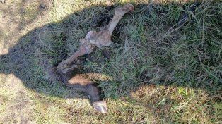 Reiterados hechos de robo y faena clandestina de animales en cercanías de Bovril