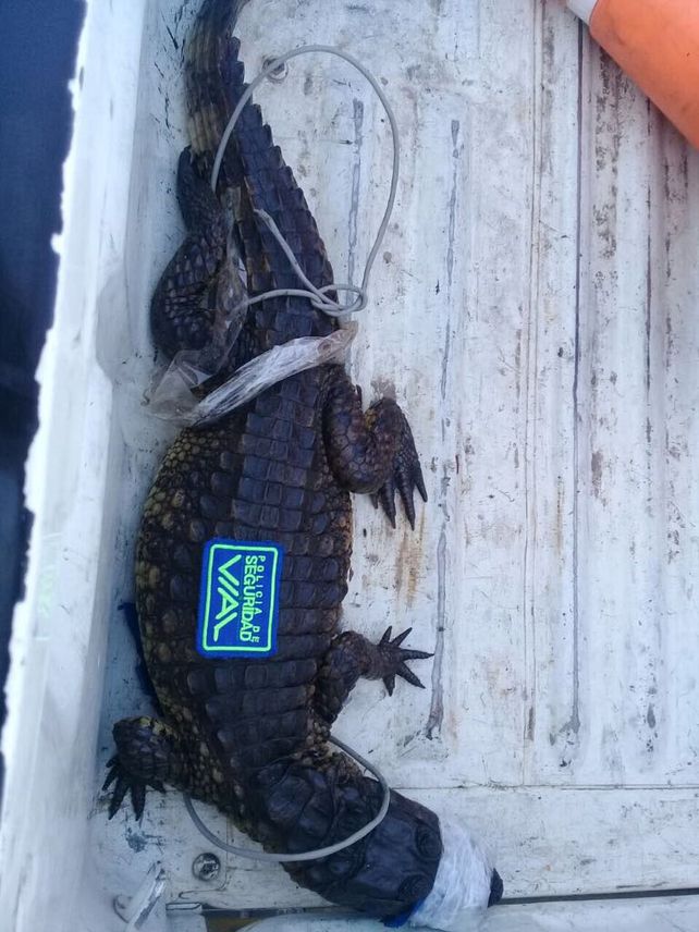 Encontró un yacaré en la puerta de su casa