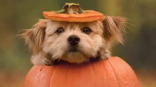 Video: Knut, el adorable cachorro que se hizo viral en Instagram por su inigualable ternura