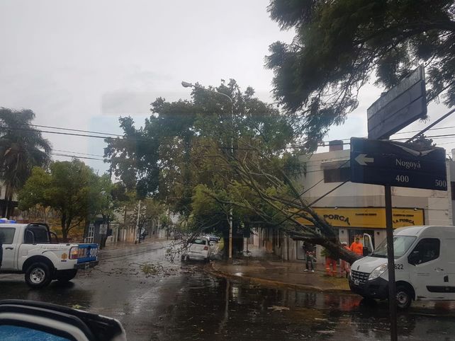 Por el temporal hubo árboles caídos, cables cortados y cinco familias asistidas