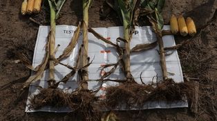 Suelos salinos: cómo recuperar hectáreas donde no crece nada