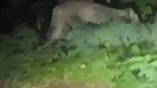 Una leona fue vista en los bosques de Berlín, pero no la pudieron encontrar