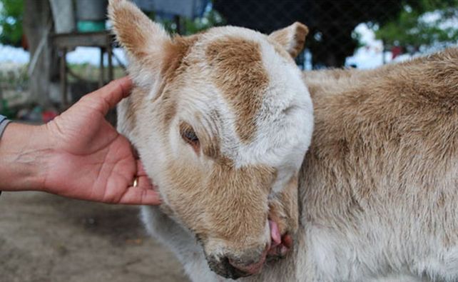 Llamativo nacimiento de un ternero con dos hocicos, dos dentaduras y dos lenguas