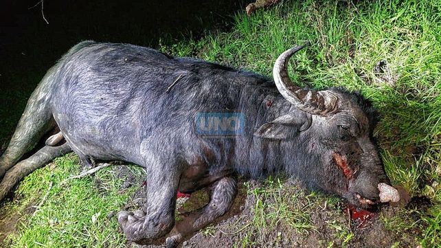 Un búfalo embistió y mató a un turista mexicano en Entre Ríos