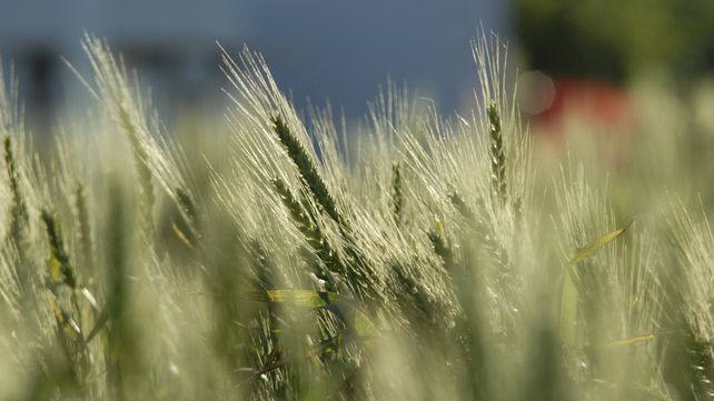 Más área. Se prevé un incremento de 200 mil hectáreas sembradas este año.
