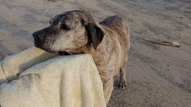 Un perro que era arrastrado por las aguas del río Uruguay fue rescatado por un bombero del cuerpo de Zapadores de Concordia.