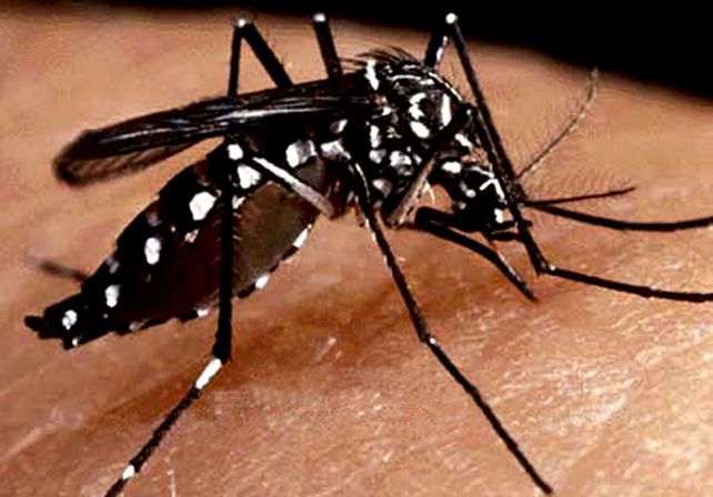 El ministro de Salud alertó por la llegada del dengue al país: Es una situación preocupante