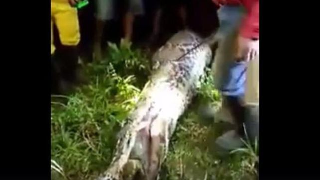 Hallaron dentro de una pitón el cadáver de un hombre desaparecido en Indonesia