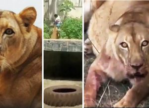 Brasil: Leona mató a un joven en un zoológico