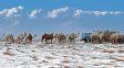 La nieve en el desierto, una imagen inesperada