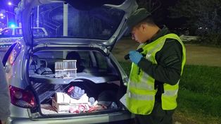 Aldao: llevaban 51 aves protegidas en el baúl de un automóvil