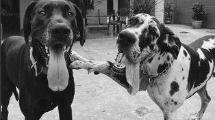 Amor de perros: Kaya perdió a su amigo Gaspar y ahora no se aleja de su tumba