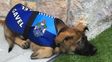 un perro policia perdio su trabajo por ser demasiado tierno, aunque ya consiguio otro