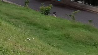 Un maletín sospechoso generó alarma en el parque Urquiza de Paraná