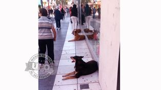 Perritos callejeros provocaron una fuerte discusión en la peatonal