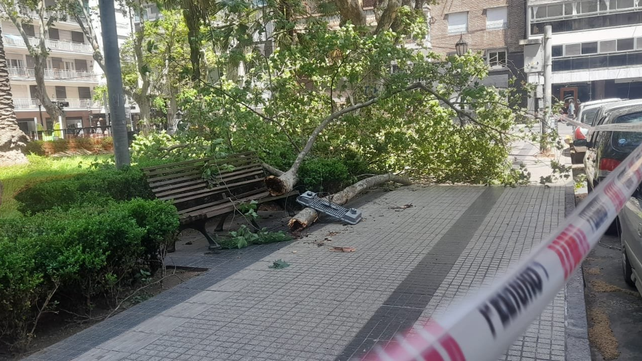 Plaza Pringles