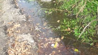 Dengue puro hay acá
