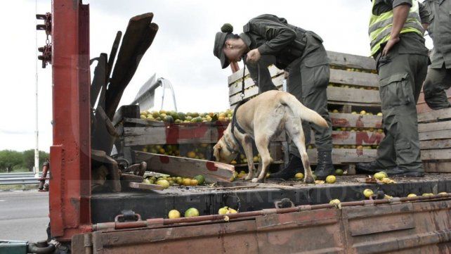 Condenaron a camionero por narco y le decomisaron el camión y el acoplado