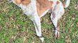 Conmoción por el hallazgo de un perro sin vida y atado en Gualeguay
