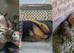 El oso melero y el tatú mulita rescatados días atrás en Santo Tomé y Laguna Paiva se recuperan en La Esmeralda