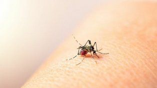 En una semana, Santa Fe sumó 183 casos de dengue y el total de infectados ya roza los 600