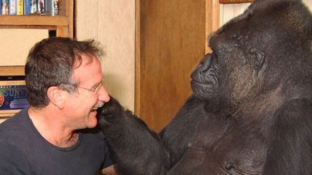 Koko, el gorila que lloró por la muerte de Robin Williams