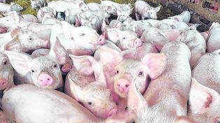 Creció la producción y el consumo de la carne de cerdo