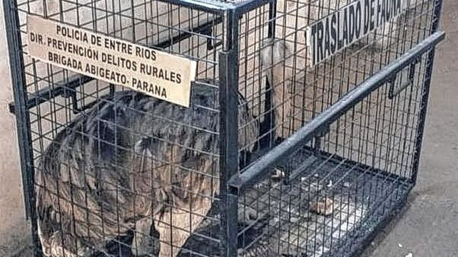 Un ñandú apareció corriendo por las calles de Oro Verde