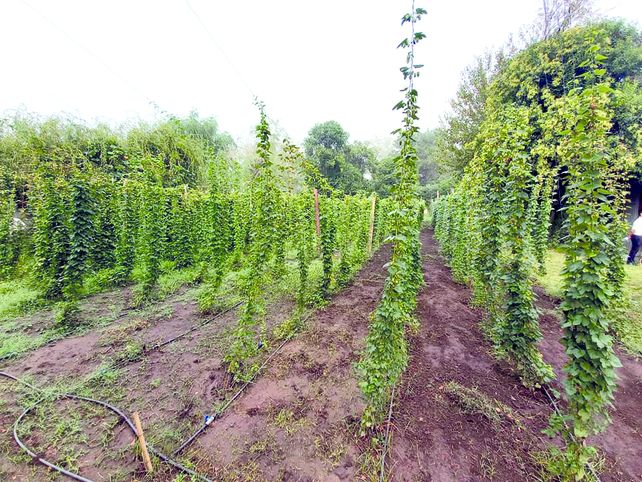 El cultivo de lúpulo
