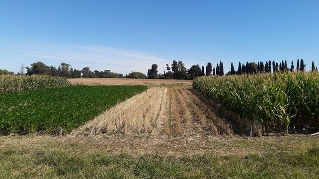 Evalúan el impacto de la fertilización fosfatada en secuencias agrícolas