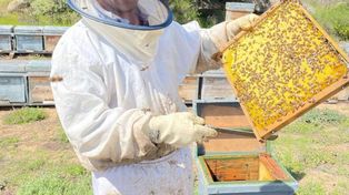 La crisis climática impactó en la producción de miel.