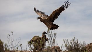Liberan con éxito a siete crías de cóndores, la suelta más grande realizada en el país