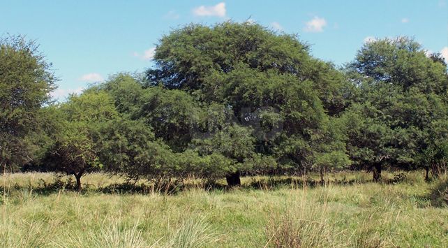 Bosque 2