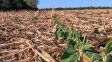 La soja en mal estado por la sequía en Santa Fe