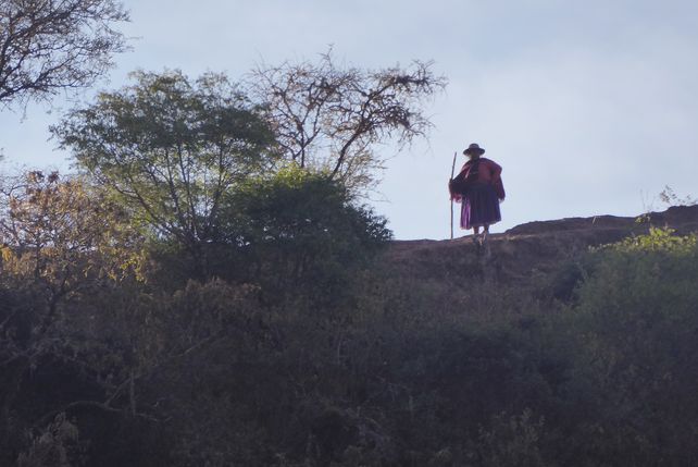Selva, nube y montaña: de la yunga a la quebrada