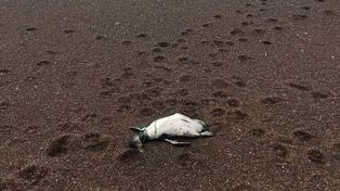 Encuentran siete pingüinos muertos con signos de ahorcamiento en Chubut