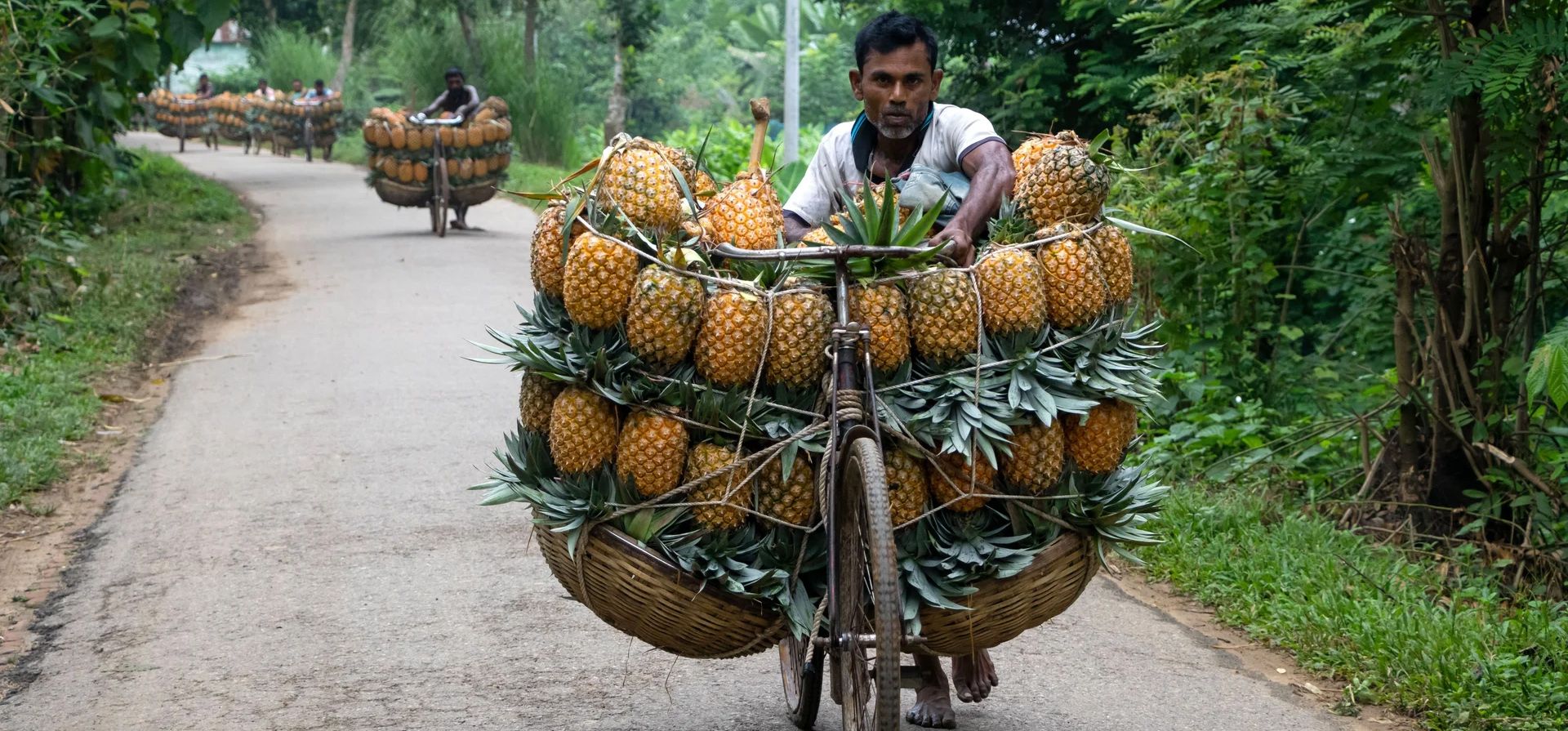Los agricultores viajan en convoy mientras se dirigen a un mercado con hasta 100 piñas cada uno en sus bicicletas, Tangail, Bangladesh. Fotografía: Joy Saha/ZUMA Press Wire/Shutterstock Los agricultores viajan en convoy mientras se dirigen a un mercado con hasta 100 piñas cada uno en sus bicicletas, Tangail, Bangladesh. Fotografía: Joy Saha/ZUMA Press Wire/Shutterstock