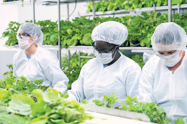Un laboratorio de la firma canadiense Medicago