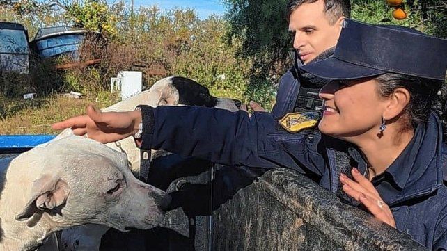 Los animales fueron retirados del lugar y quedarán al resguardo en Veterninaria Municipal.